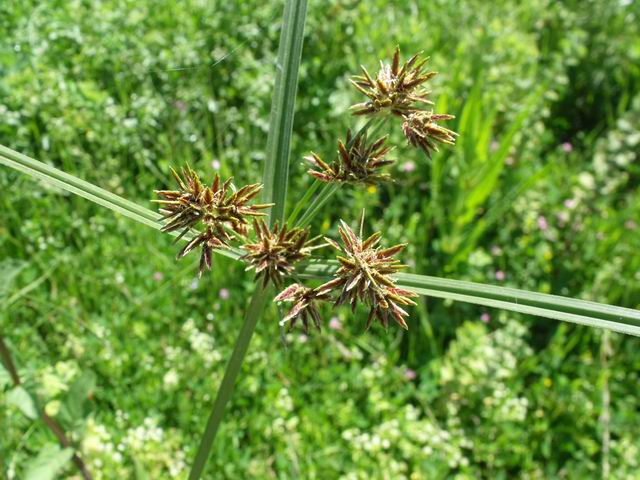 Cyperus badius / Zigolo rossastro